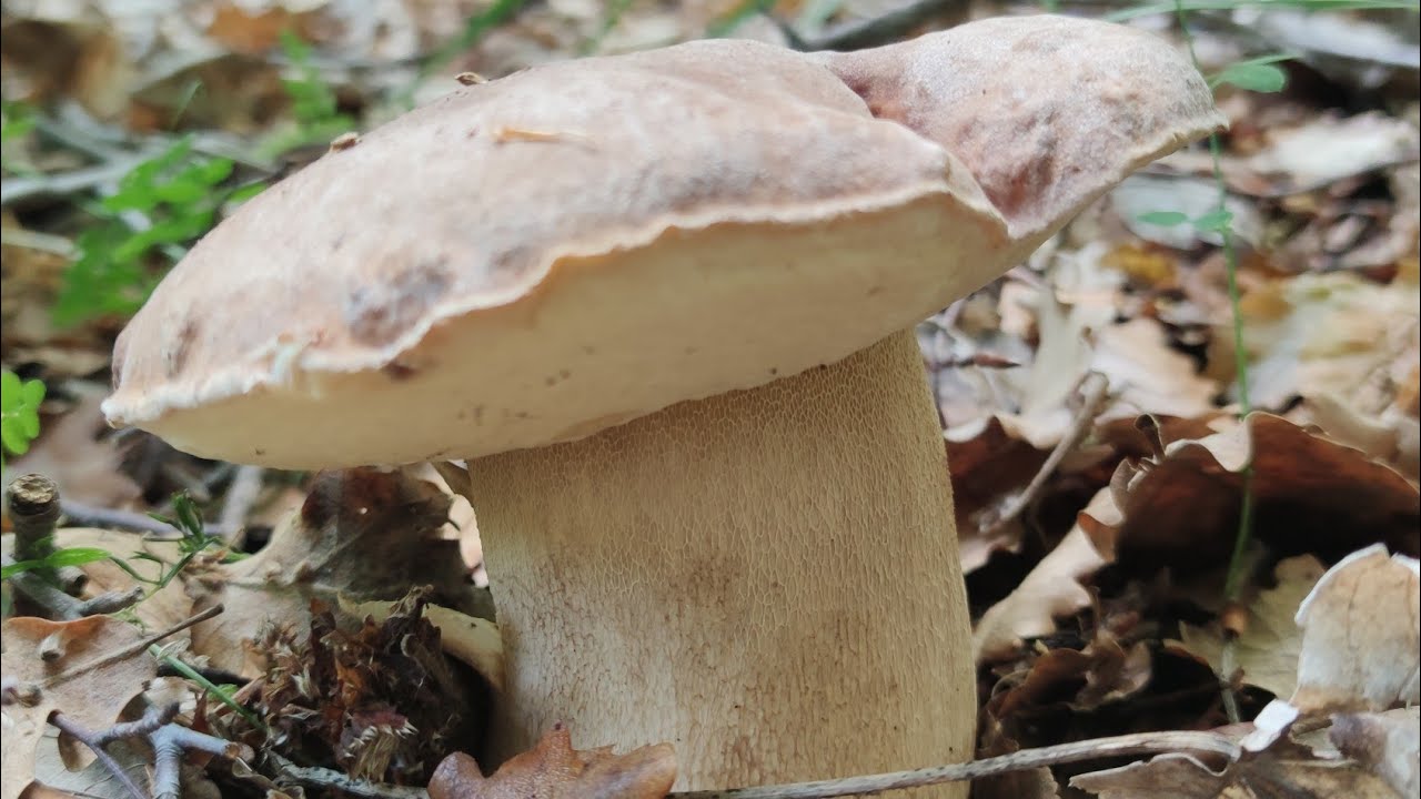 Funghi Porcini il divertimento continua giugno 2022 YouTube