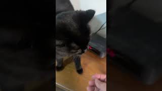 Download Lagu Mama Ming wants an early treat! #catnation #cat MP3