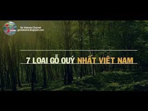 Nhóm Gỗ Quý Hiếm - Top 7 loại GỖ QUÝ HIẾM tại Việt Nam | Go Vietnam ✔