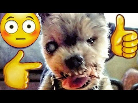 Blind Yorkie Swallows Chicken Bones - RAW Diet for Toy Breeds