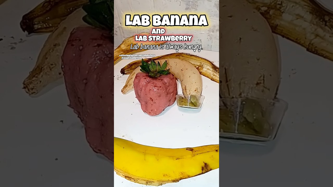 Lab banana and lab strawberry best friends forever.