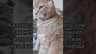 Вопрос в голове #cat #котмишель #настроение #мем #кот #юмор #смех #funnycats