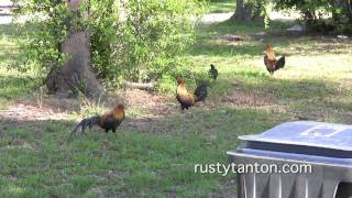 wild chickens georgia fitzgerald burmese