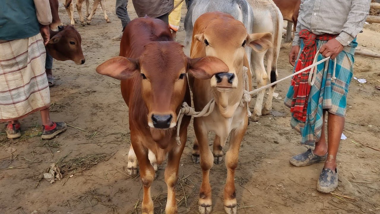 @আজ ২১ ফেব্রুয়ারী ২৬ | সবচেয়ে ছোট থেকে বড়ো বকনা এবং ষাঁড় বাছুর গরুর দাম | আফতাবগঞ্জ হাট | দিনাজপুর 