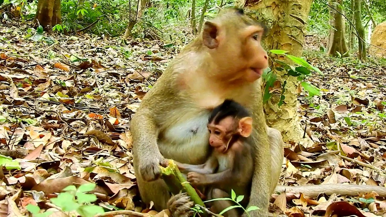 COCO MOM MONKEY IS REALLY PROTECTIVE HER BABY/ COPPER SHOWING GOOD GESTURE & ADORABLE.