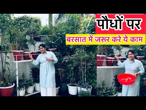 Baarish ☔️ Mein Paudhe 🪴Kaise Bachayein | 5 Zaroori Kaam | Monsoon Garden Care 🌧️🪴