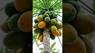Papaya Tree | Food&Nature With AS | #shorts