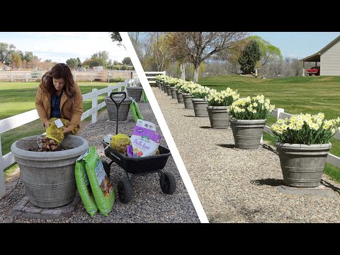 Planting Daffodil Bulbs in the Fall For Spring Blooms! 🌼