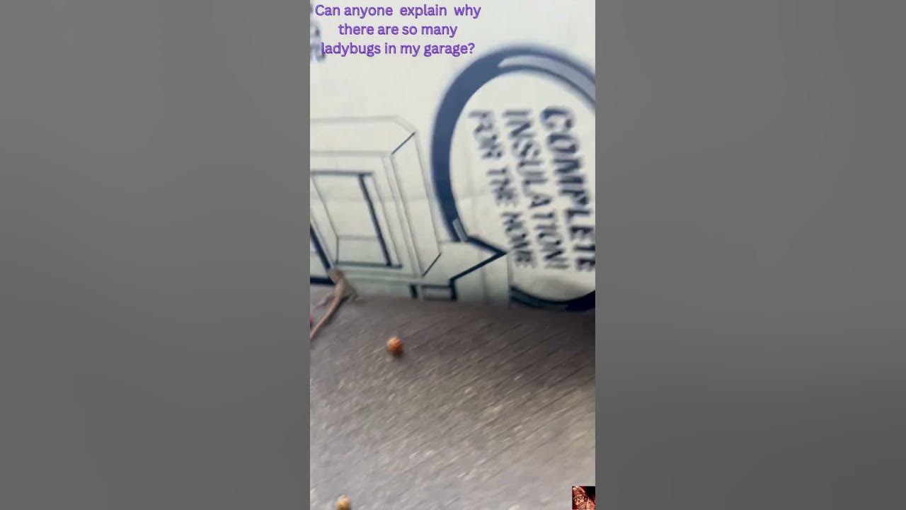ladybugs-so-many-ladybugs-in-my-garage-youtube