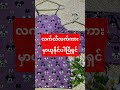 လက်လီလက်ကားမှာယူနိုင်ပါပြီရှင် #fashion #fypyoutube #foryou