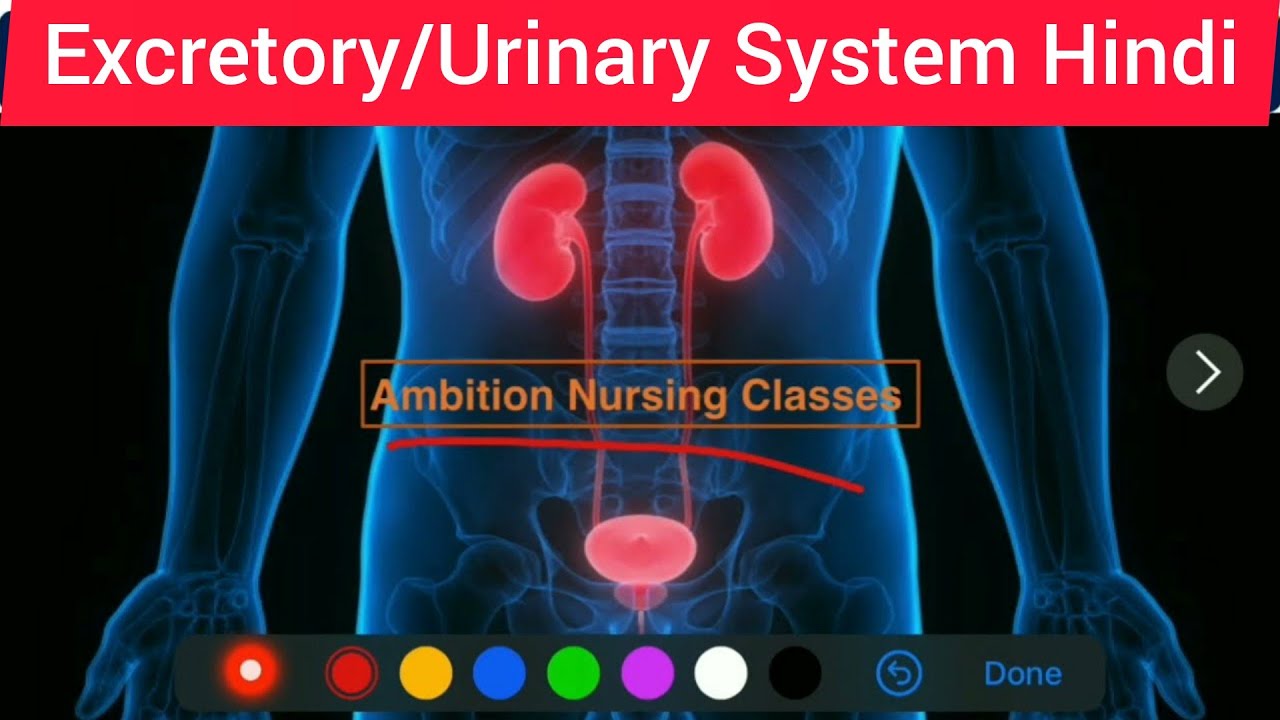 Excretory System Hindi Urinary System Hindi Anatomy and Physiology