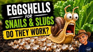 Eggshells for Snails and Slugs - do they work?
