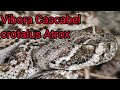 Vibora Cascabel Crotalus Atrox