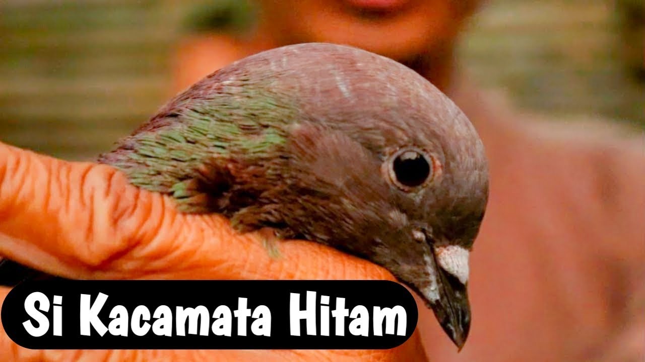 BURUNG ISTIMEWA !!! | COKLAT MATAJAWA | TURUNAN JAWA SUNGUT 