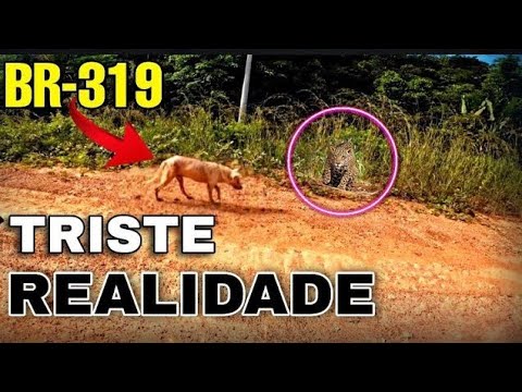 Viagem de moto ao pantanal, em busca da onça pintada - Motonline