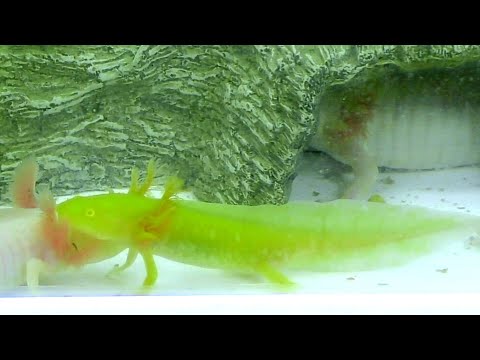 Video: Axolotl - Ambystoma Mexicanum Giống Bò Sát Ít Gây Dị ứng, Sức Khỏe Và Tuổi Thọ