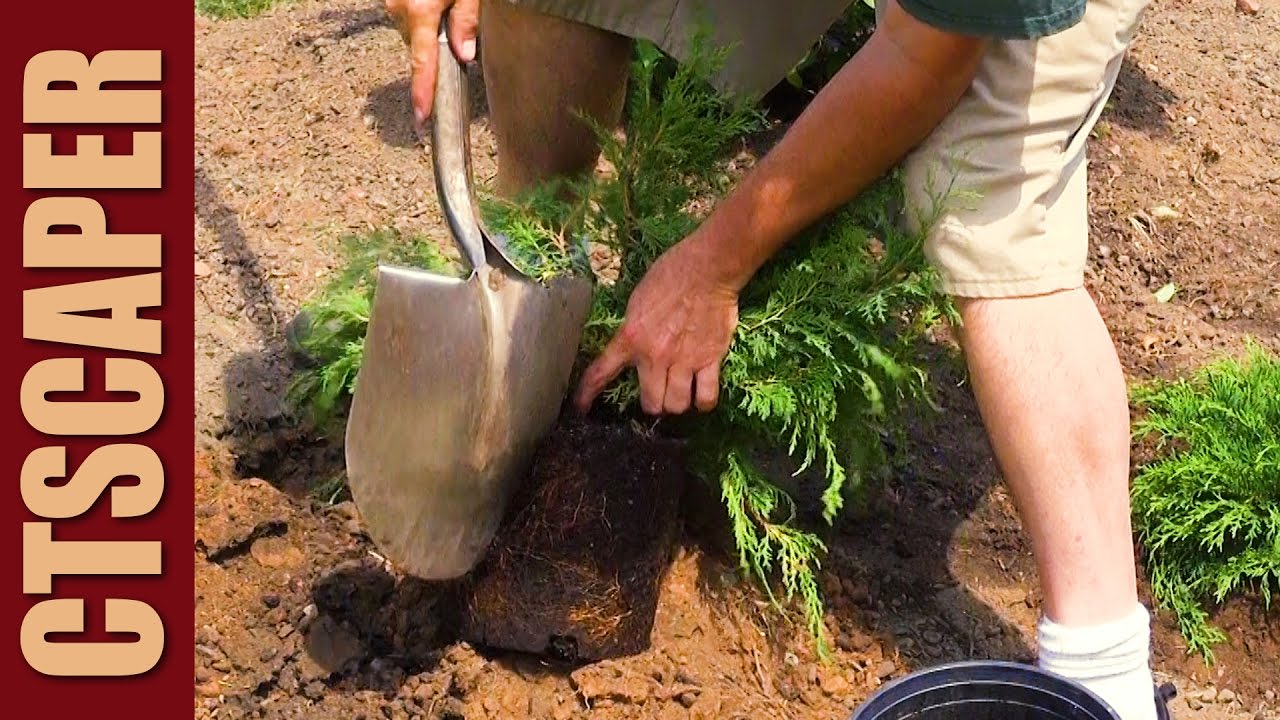 PLANTING SHRUBS YouTube