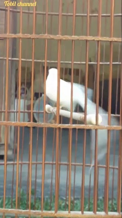 Murai Batu Albino Gacor Ekor Panjang