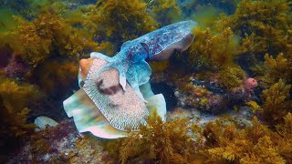 Robot Communicates with Male Cuttlefish | Spy In The Ocean | BBC Earth