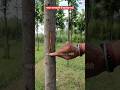 Correct Identification Of Mahogany Plant Aasthafoundation Mahogany Farming Profitable Busin