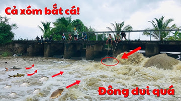 1 ngày câu cá lăng & bắt cá bay qua đập của cả xóm/người quá trời đông luôn