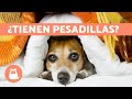 ¿Los perros tienen pesadillas?