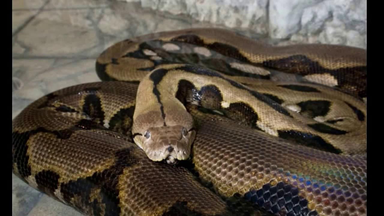 Карликовый удав. Удав главная. Удав главная. Императорский удав констриктор. Полутораметровая змея.