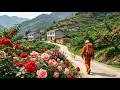 Real Chinese Countryside: Hidden Paradise Village Full of Roses and Ripe Cherries