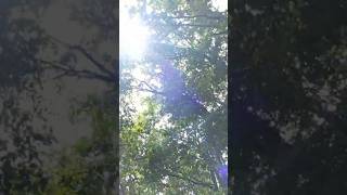 Natural visual trigger ☀️🌿 #naturesounds #light #asmrforsleep #sleep #sleepsounds #relaxing #green