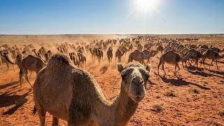 Why Australia Culls Camels: A Shocking Truth #camelsinaustralia, #feralcamels #invasivespecies