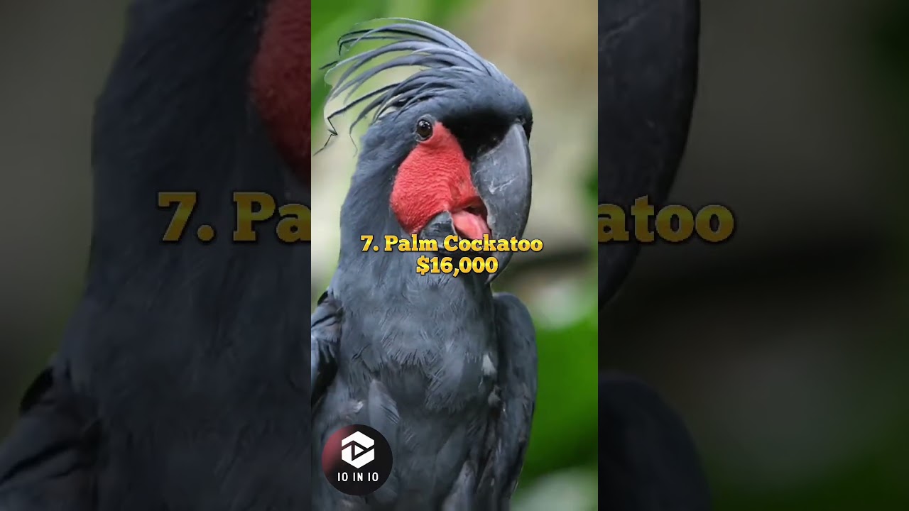 🐈  🐩 Top 10 Most expensive Pets in the World 