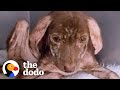 Dog Dumped On The Street Is So Fluffy And Happy Now | The Dodo