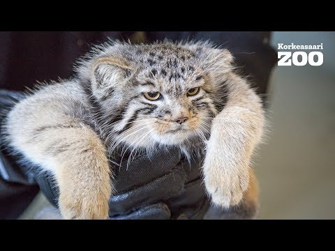 Video: Neulat ja neulat: toimiikö kissojen akupunktio?