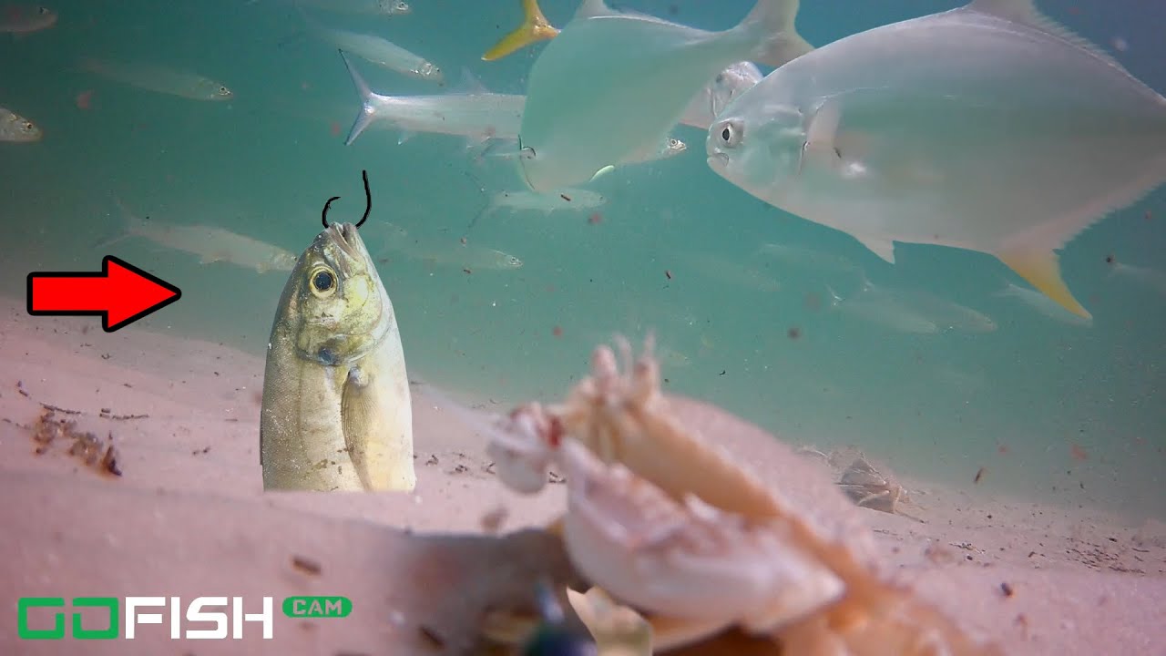 Tying a Camera to Fishing Line for Some Amazing Underwater Footage 