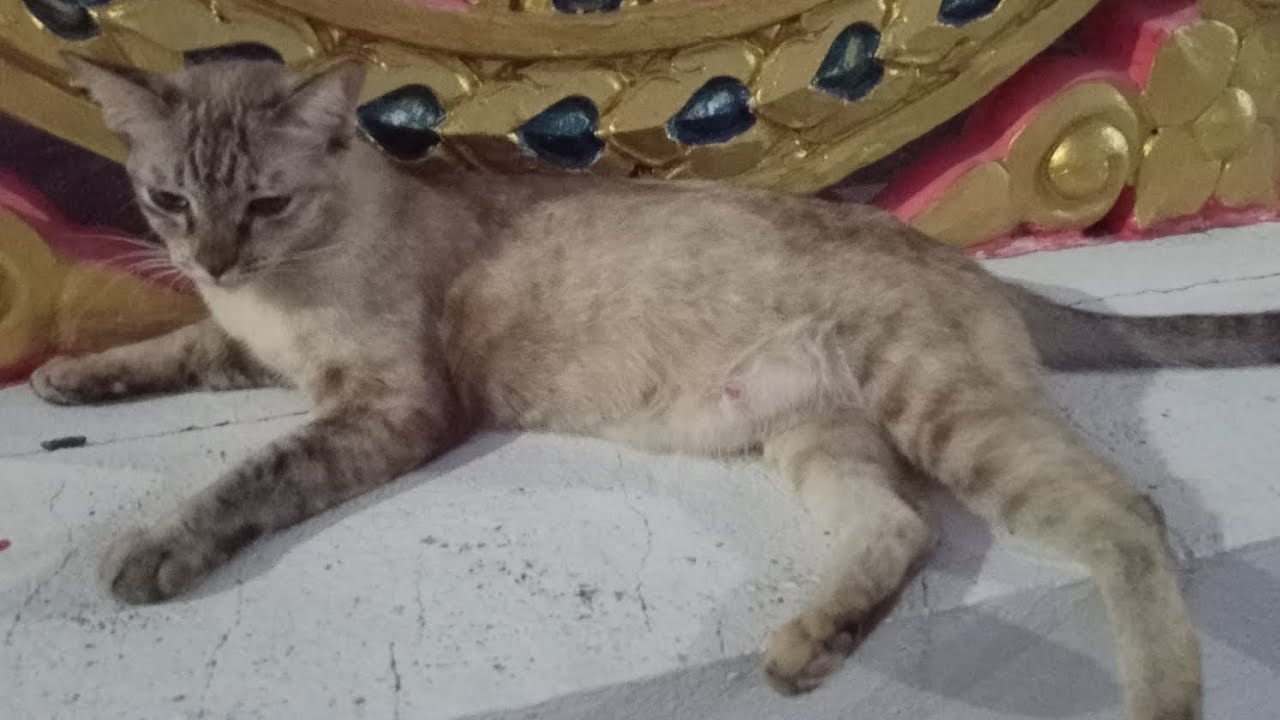 Feeding n videoing stray cats in Bangkok Thailand 