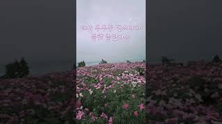 #바다뷰 #봄꽃 #작약 #고흥 #비오는날 #5월