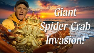 The Giant Spider Crab Invasion! - Crab Fishing UK