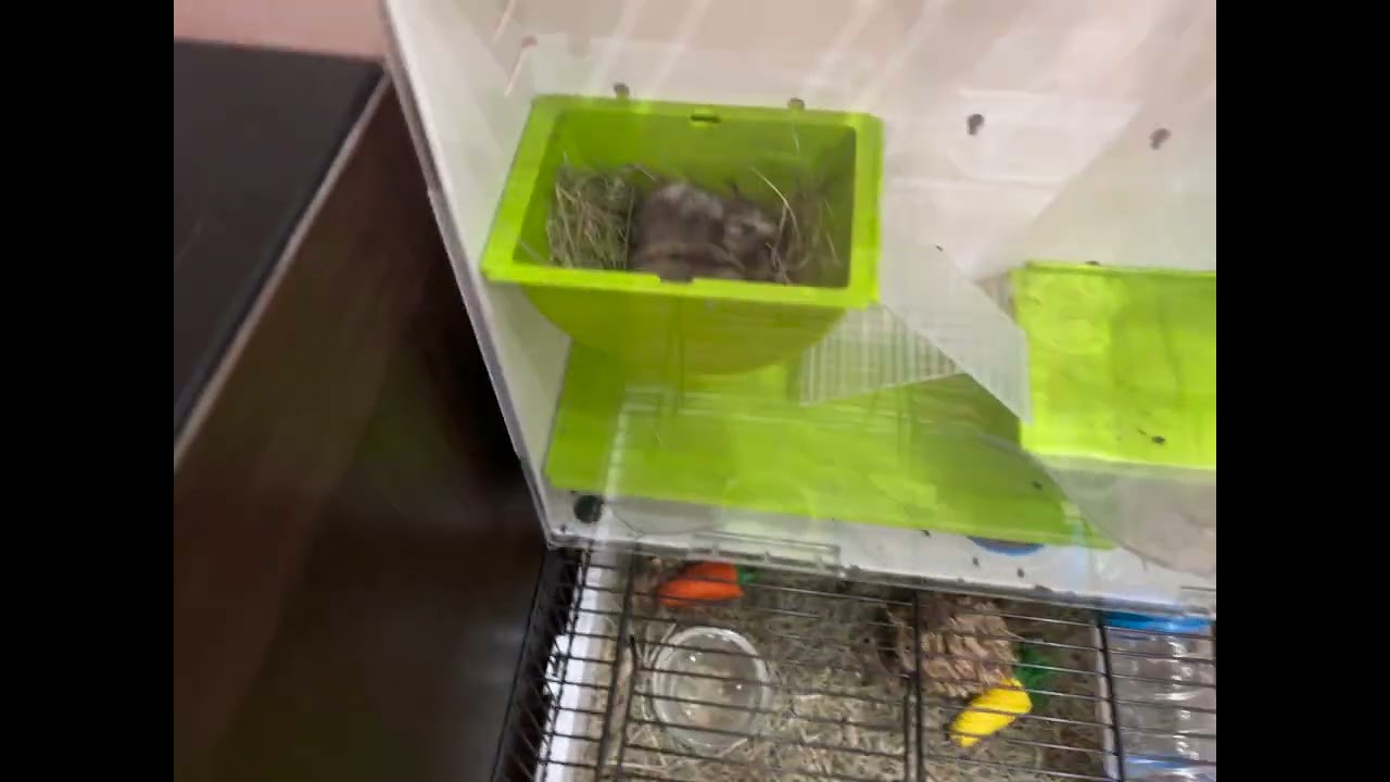 Мошьниэ графили