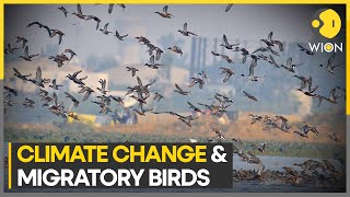 Changing climate pushes migrating birds from dry wetlands | WION Climate Tracker