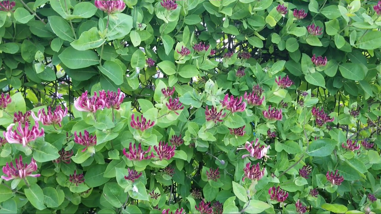 Grow climbing honeysuckle the honeysuckle plant is fragrant, has flowers and gives privacy