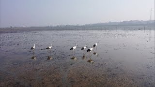 Hundreds of Oriental storks arrive in east China wetland
