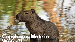 20 Mind-Blowing Capybara Facts Youve Never Heard Before