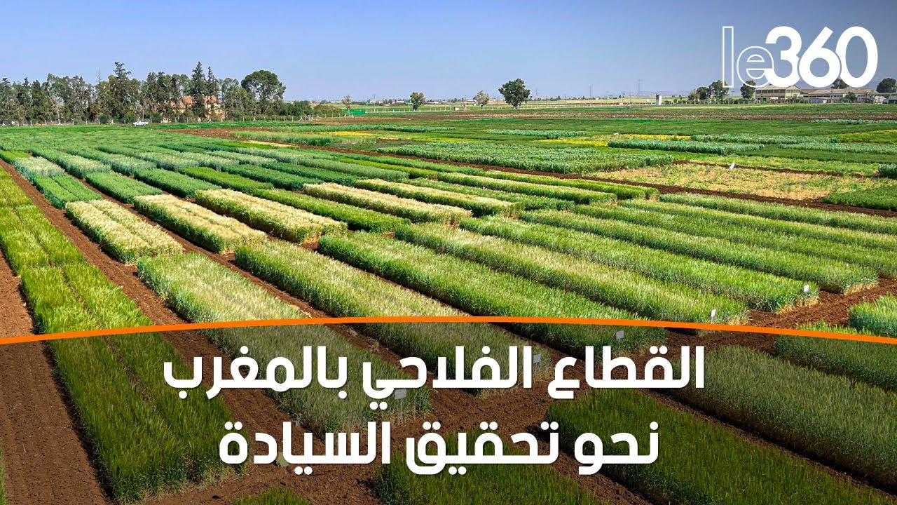 استنباط أصناف جديدة من الحبوب يسير بالمغرب نحو تحقيق السيادة الغذائية