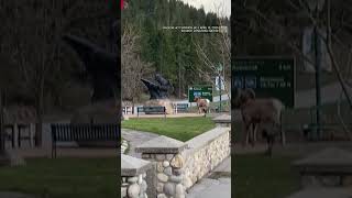 This ram seems to be a little confused by a very realistic statue | #shorts