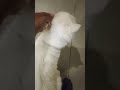 billu Don😎 #cat #pets #pet #nature #catvideos #shotrs #shorts #short #shortsviral