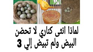 لماذا انثى كناري لا تحضن البيض ولم تبيض إلي 3