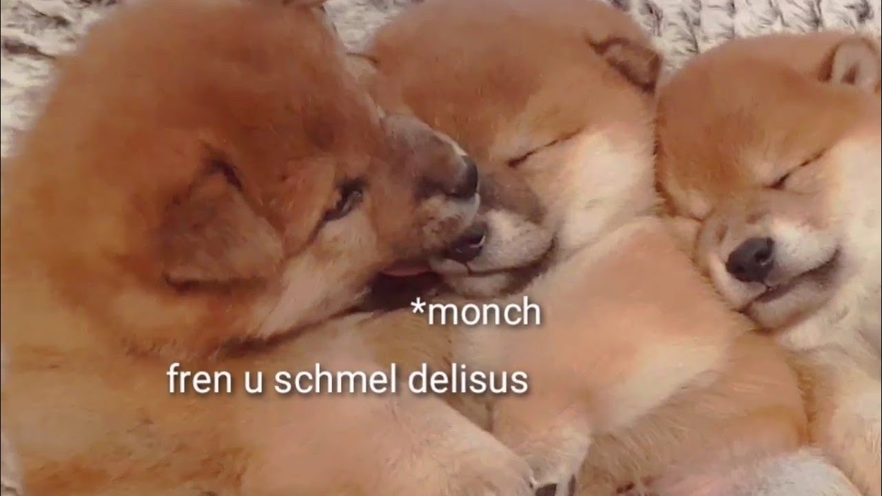 Puppy eating his siblings whilst asleep 😱/ Shiba Inu puppies (with captions) Puppy eating his siblings whilst asleep 😱/ Shiba Inu puppies (with captions)