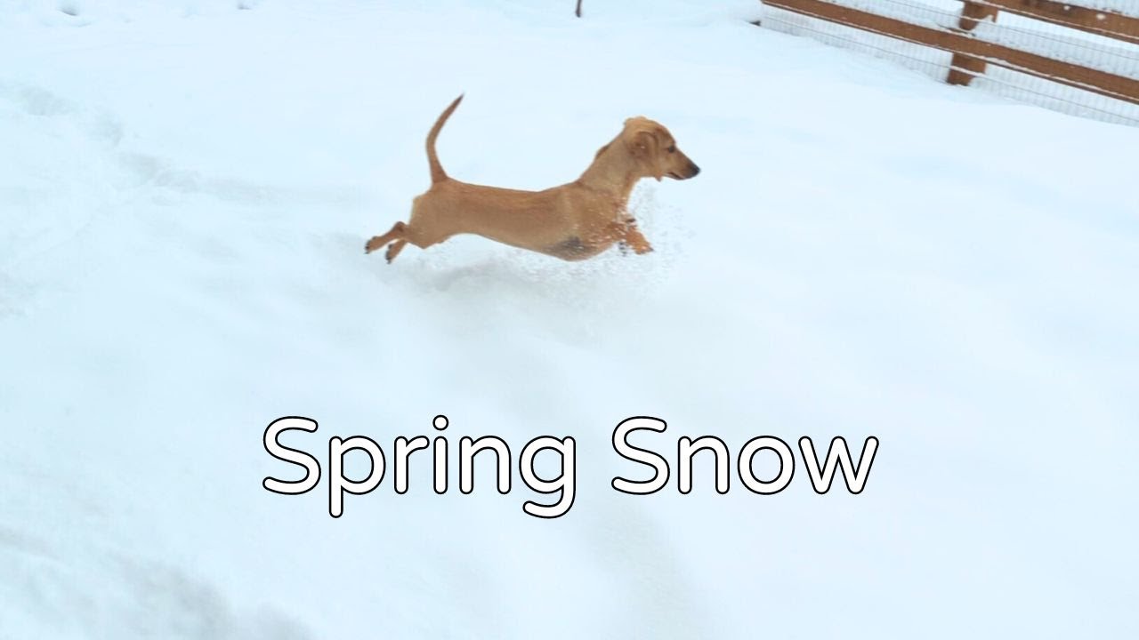 Mini Dachshunds in Deep Spring Snow - YouTube