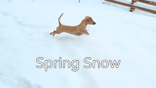 Mini Dachshunds in Deep Spring Snow