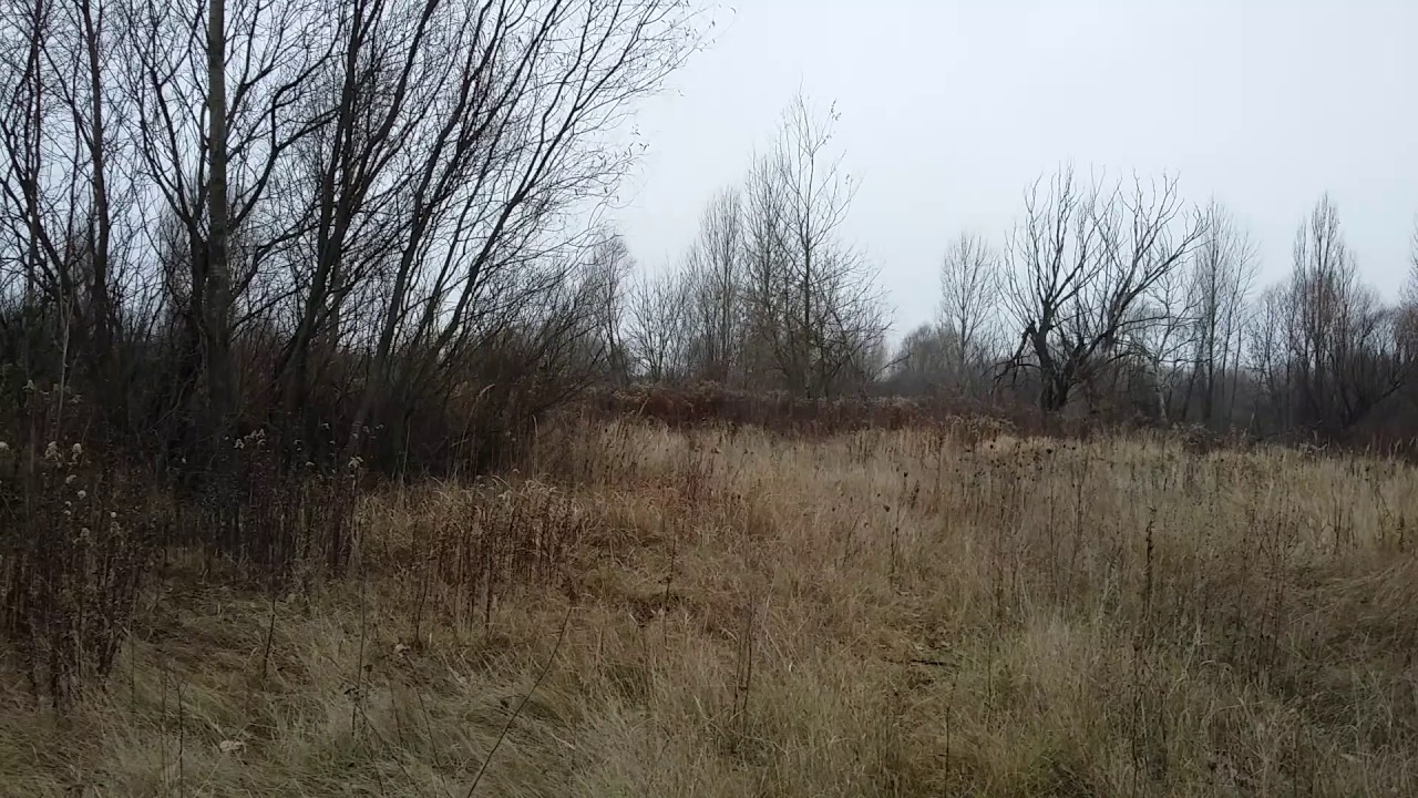 20161118 Basenji vs Rhodesian ridgeback YouTube